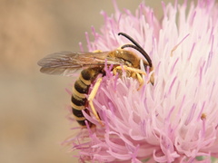 Halictus
