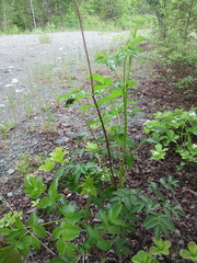 Aralia hispida