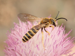 Halictus