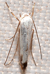 Mea skinnerella
