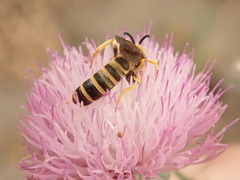 Halictus