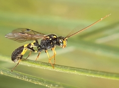 Exenterus amictorius