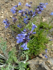 Penstemon aridus