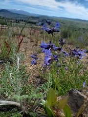 Penstemon aridus