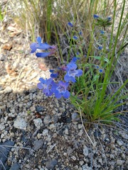 Penstemon aridus