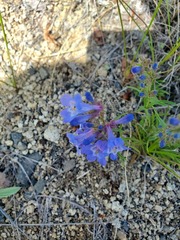 Penstemon aridus