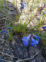 Penstemon aridus