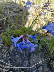Penstemon aridus