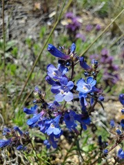 Penstemon aridus