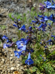 Penstemon aridus