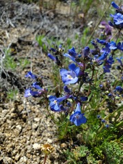 Penstemon aridus
