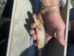 Catostomus latipinnis