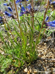 Penstemon aridus