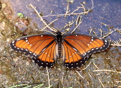 Limenitis archippus obsoleta