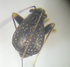 Microtechnites bractatus