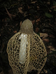Phallus lutescens