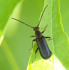 Grammoptera subargentata
