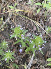 Collomia linearis