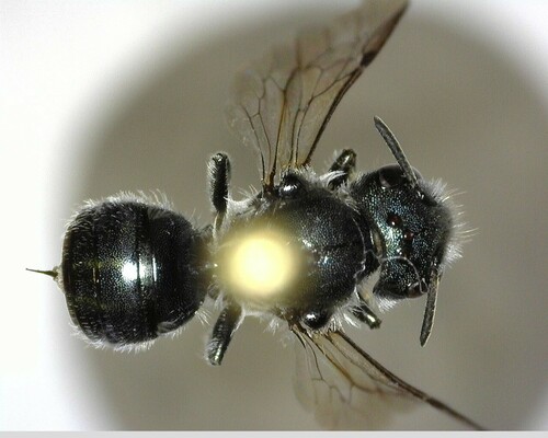 iNaturalist observation photo of Osmia glauca