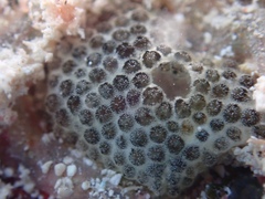 Distaplia