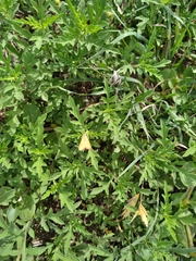 Uresiphita reversalis