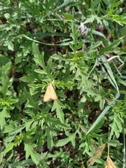 Uresiphita reversalis