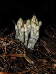 Pityopus californicus