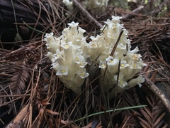 Pityopus californicus