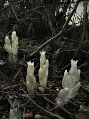 Pityopus californicus