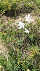 Paradisea liliastrum