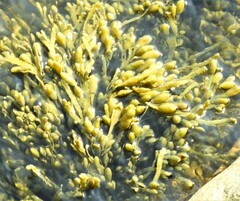 Ascophyllum nodosum
