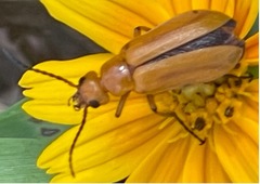 Nemognatha punctulata