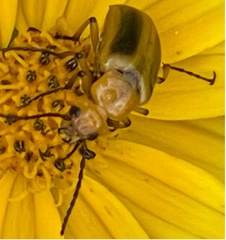 Nemognatha punctulata