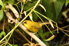 Cyanoderma chrysaeum