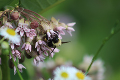 Bombus griseocollis