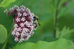 Bombus griseocollis