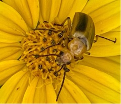 Nemognatha punctulata