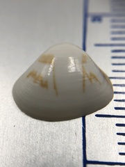 Tivela