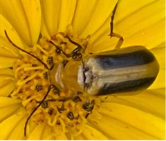 Nemognatha punctulata