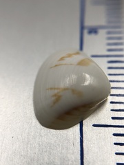 Tivela
