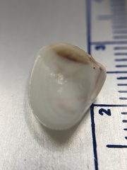 Tivela