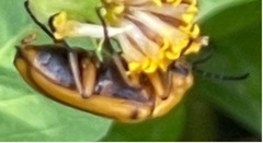 Nemognatha punctulata