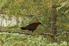 Tragopan satyra