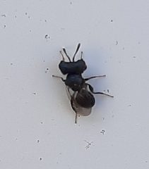 Cratomus