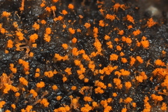 Stigmatella