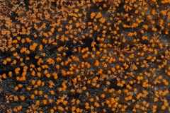 Stigmatella
