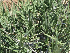 Forchhammeria watsonii