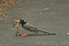 Urocissa flavirostris