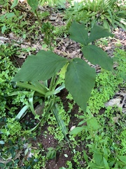 Arisaema triphyllum