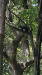 Sciurus carolinensis